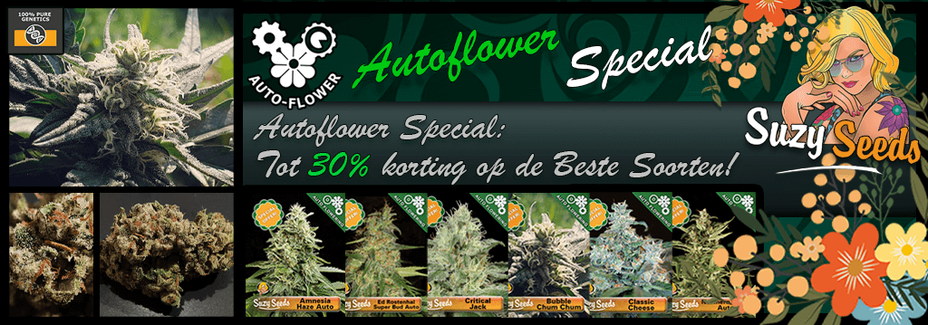 SuzySeeds Autoflower Special 