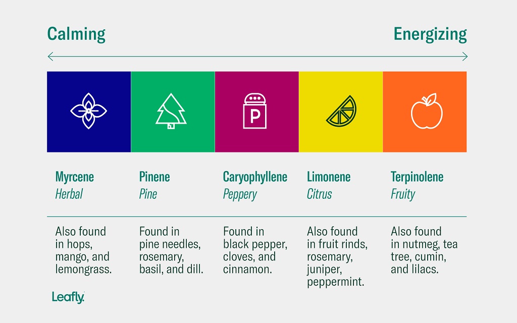 Terpenes in Cannabis 