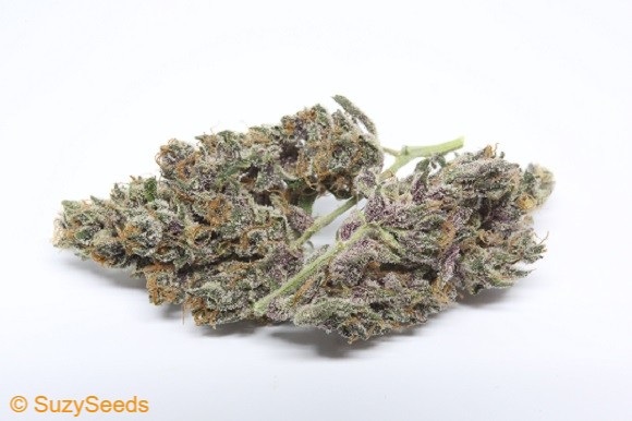Blood Orange Tangie - Suzy Seeds Aficionado Collection Blood Orange Tangie