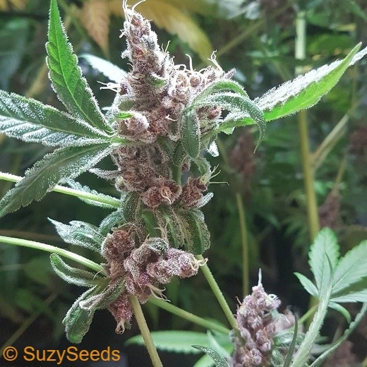 Blood Orange Tangie 