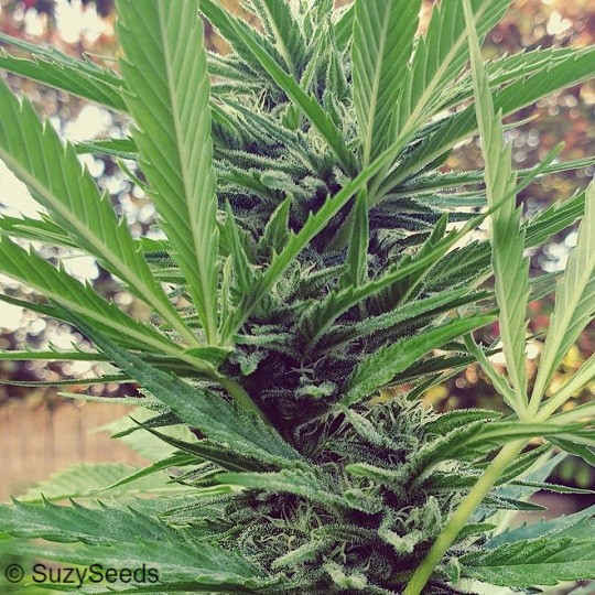 Critical Jack Feminisierte Samen Critical Jack Feminized Outdoor