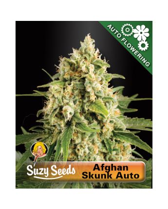 Afghan Skunk Auto