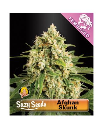 Afghan Skunk