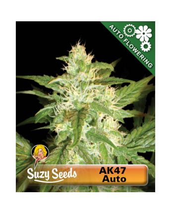 AK47 Autoflower