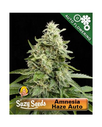Amnesia Haze Autoflower