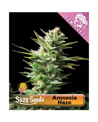Amnesia Haze