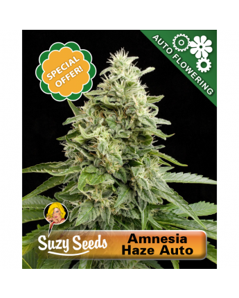 Amnesia Haze Auto