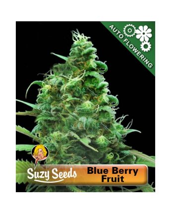Blue Berry Fruit AUTO