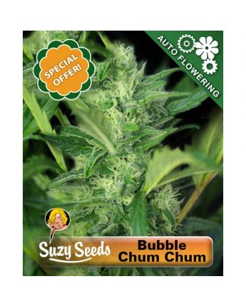 Bubble Gum Autoflower 