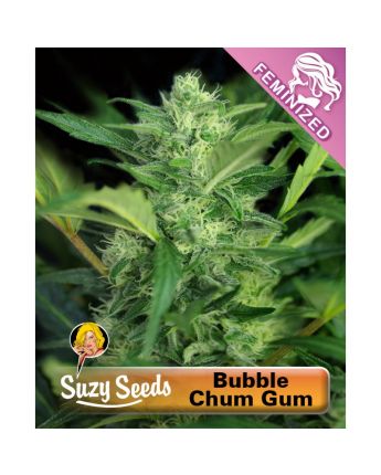 Bubble Chum Gum