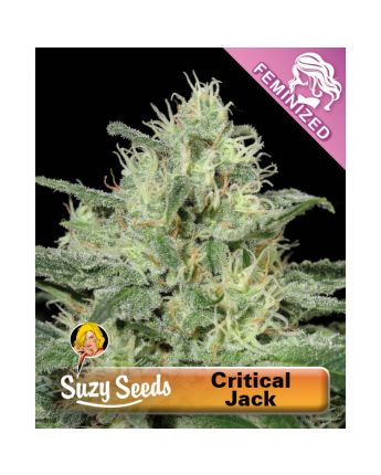 Critical Jack