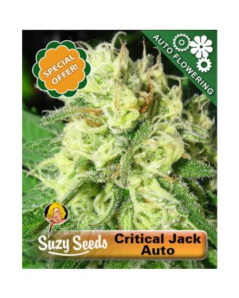 Critical Jack Auto