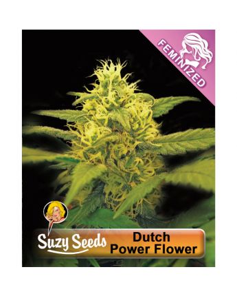Dutch Power Flower 