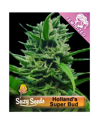 Hollands Super Bud 