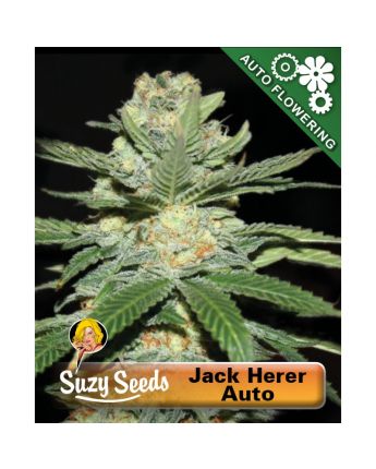 Jack Herer Auto