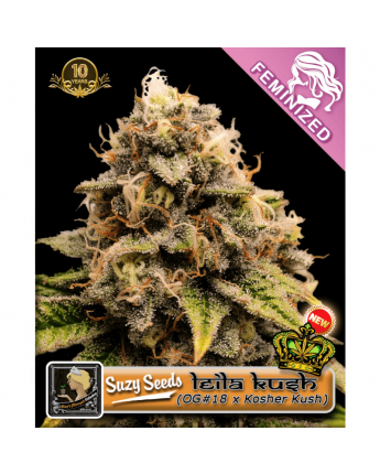 Leila Kush