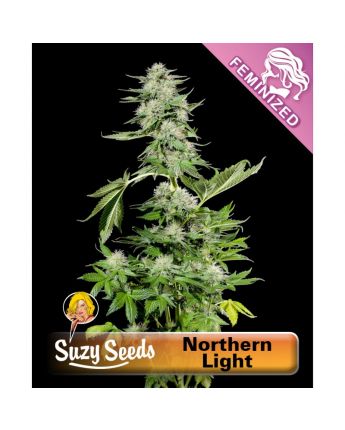 Northern Light Feminized