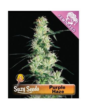 Purple Haze