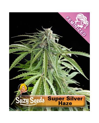 Super Silver Haze