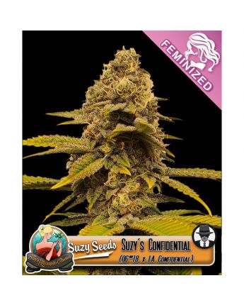 Suzy's Confidential 
