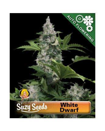White Dwarf AUTO