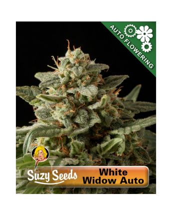 White Widow Auto