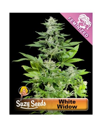 White Widow