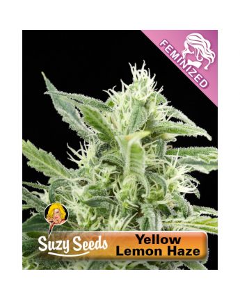 Yellow Lemon Haze