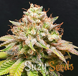 Tangerina Punch Feminized Seeds 