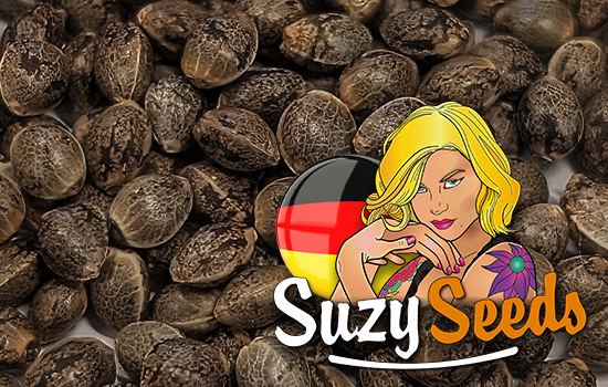 Cannabis Seeds