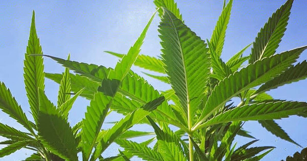 Order you Cannabis seeds here 