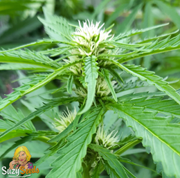 Wie man Autoflowering-Cannabis anbaut