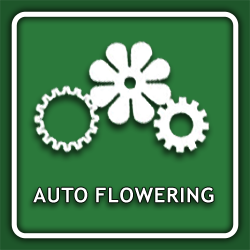 Waarom zou je autoflowering wietzaden moeten overwegen?