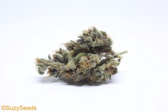 Suzy’s Breeder Talk: Blood Orange Tangie