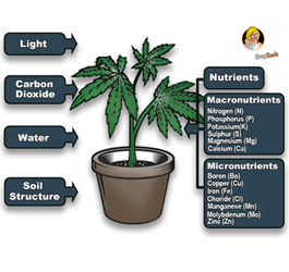 Why different cannabis genetics have different needs
