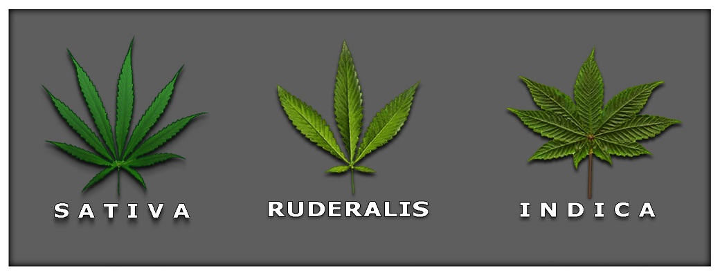 Why you should consider autoflowering cannabis seeds