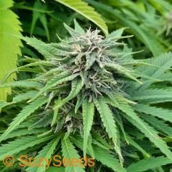 How to Grow Autoflowers in 2026: Complete Step-by-Step Guide