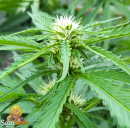Wie man Autoflowering-Cannabis anbaut
