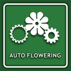 Waarom zou je autoflowering wietzaden moeten overwegen?