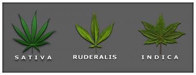  Warum sollten Sie Autoflowering Hanfsamen anbauen?