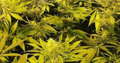 The history and future of Kush cannabis