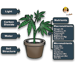 Why different cannabis genetics have different needs