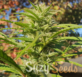 Die Outdoor Cannabissaison ist in vollem Gange 