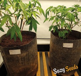 How to grow different cannabis strains in one room?