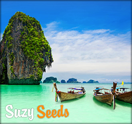 Thailand legalized cannabis but with some strict rules
