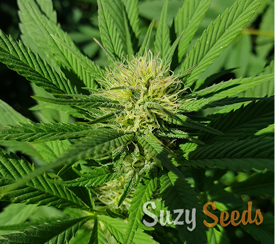 Hollands Super Bud Feminized Seeds