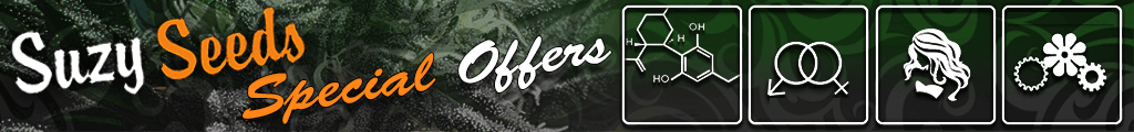 Special Offers Autoflowering & Feminized Cannabis Seeds 