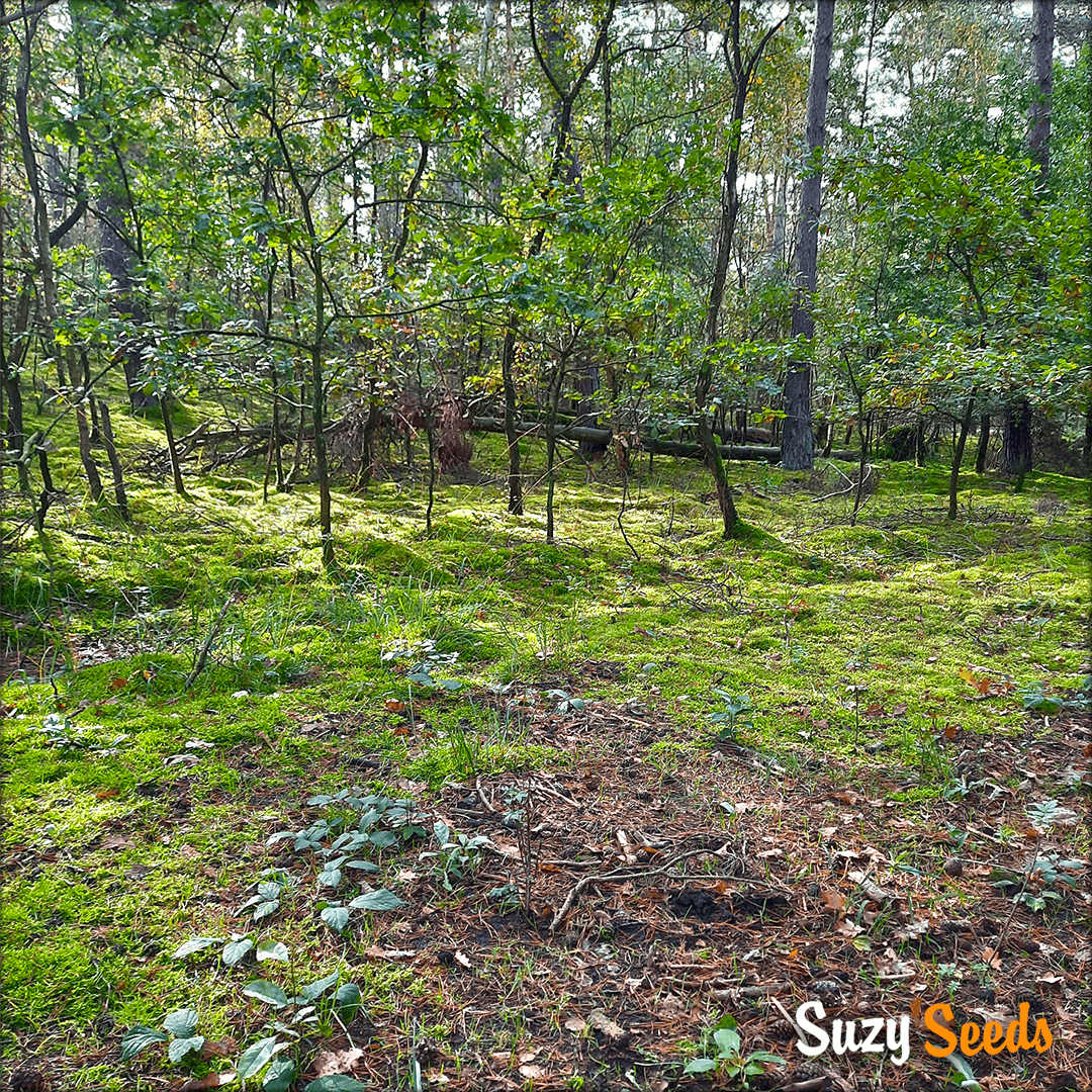Forest Guerilla Grow