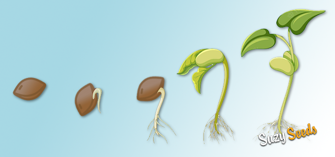 germination to grow