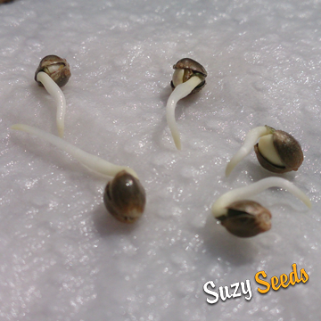 Cannabissamen keimen 
